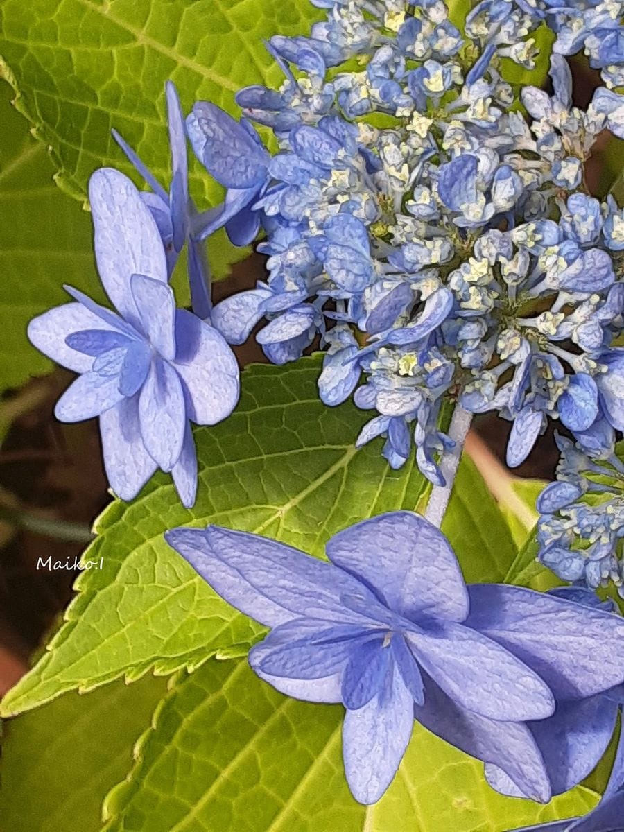 昨日の花。