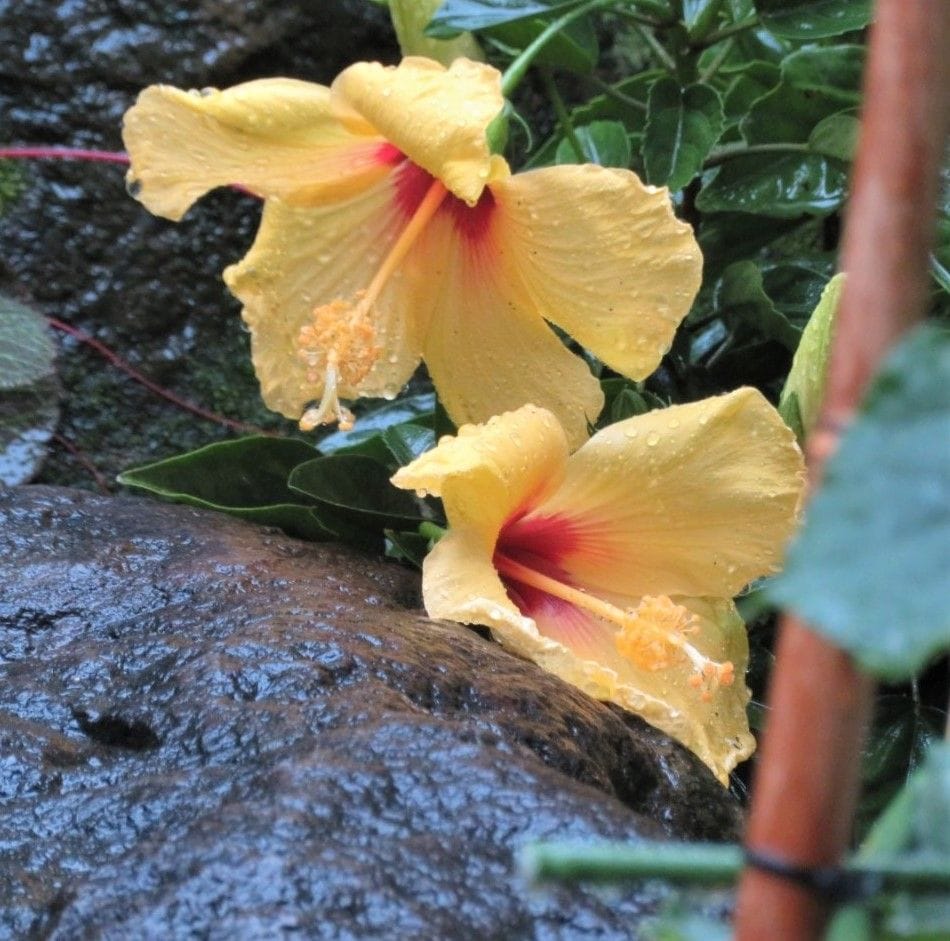 🌻今日の花たち🌻その101