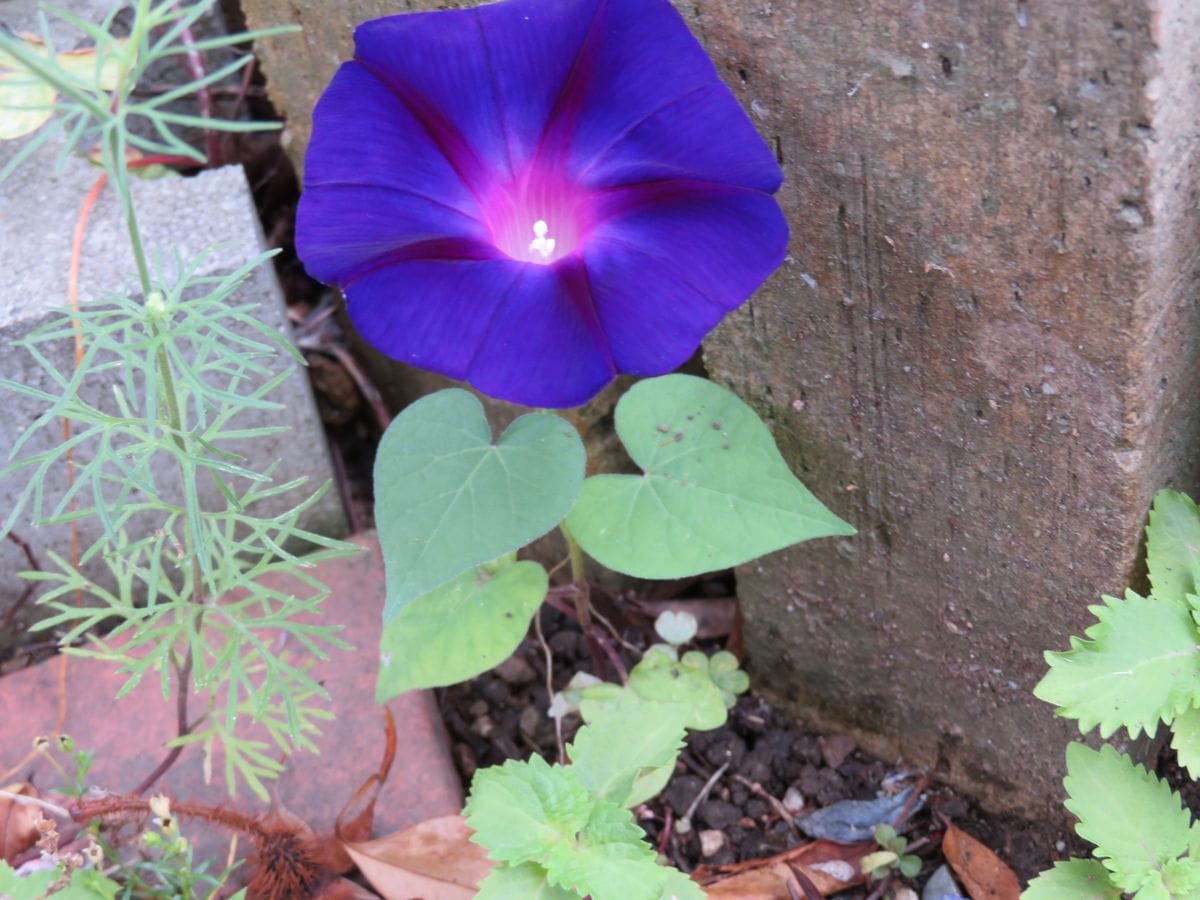 こぼれ種のアサガオが開花