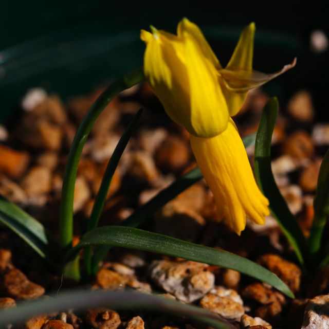 Narcissus cyclamineus