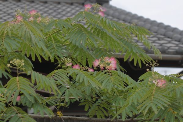 ネムノキに花が咲いています