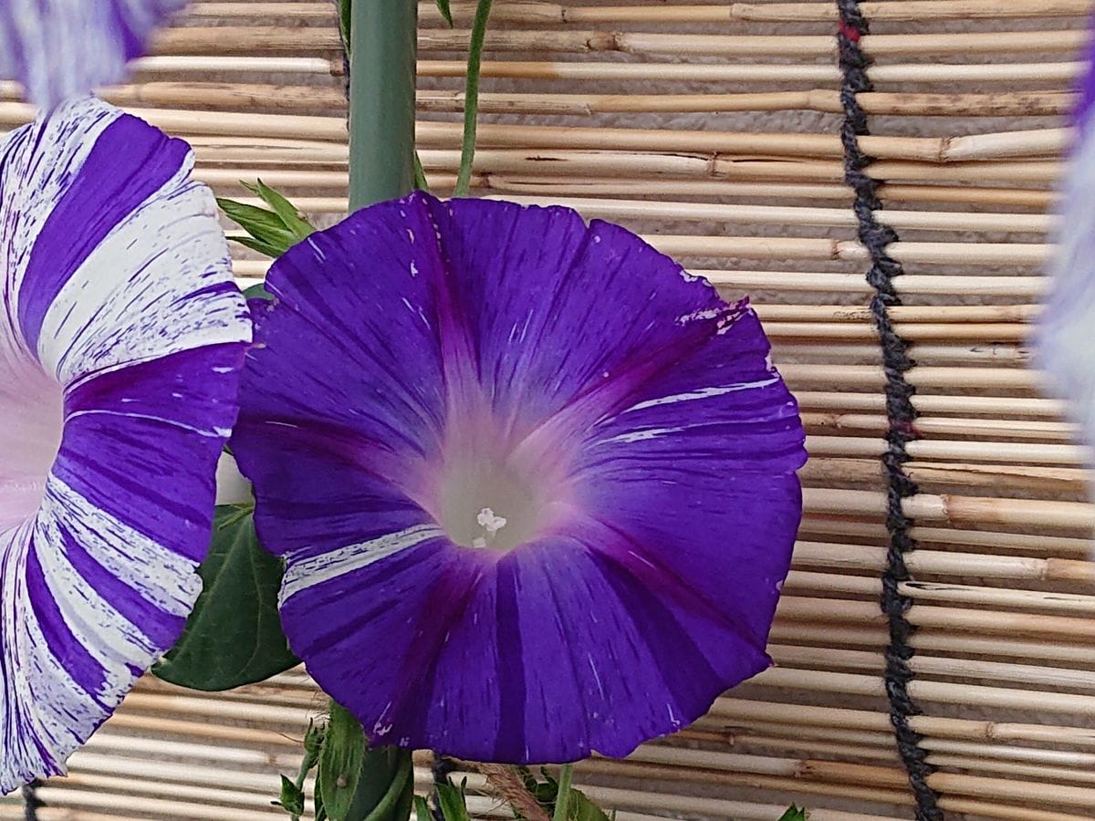 日本の夏！花火のようです🎇