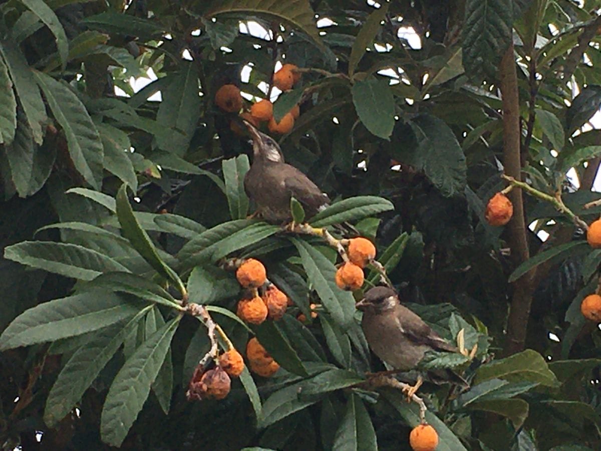 ビワの木は鳥たちに大人気！