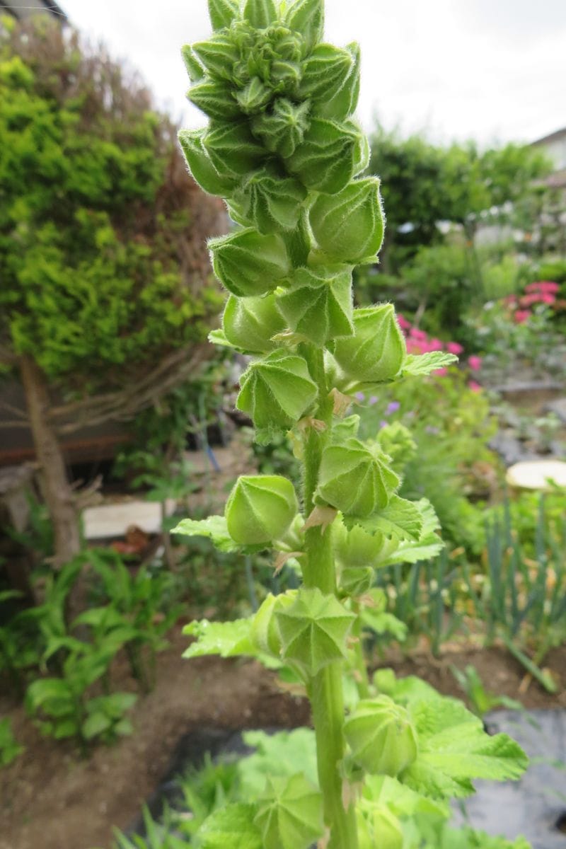 南天とホリホックの蕾、またまた春菊の花。