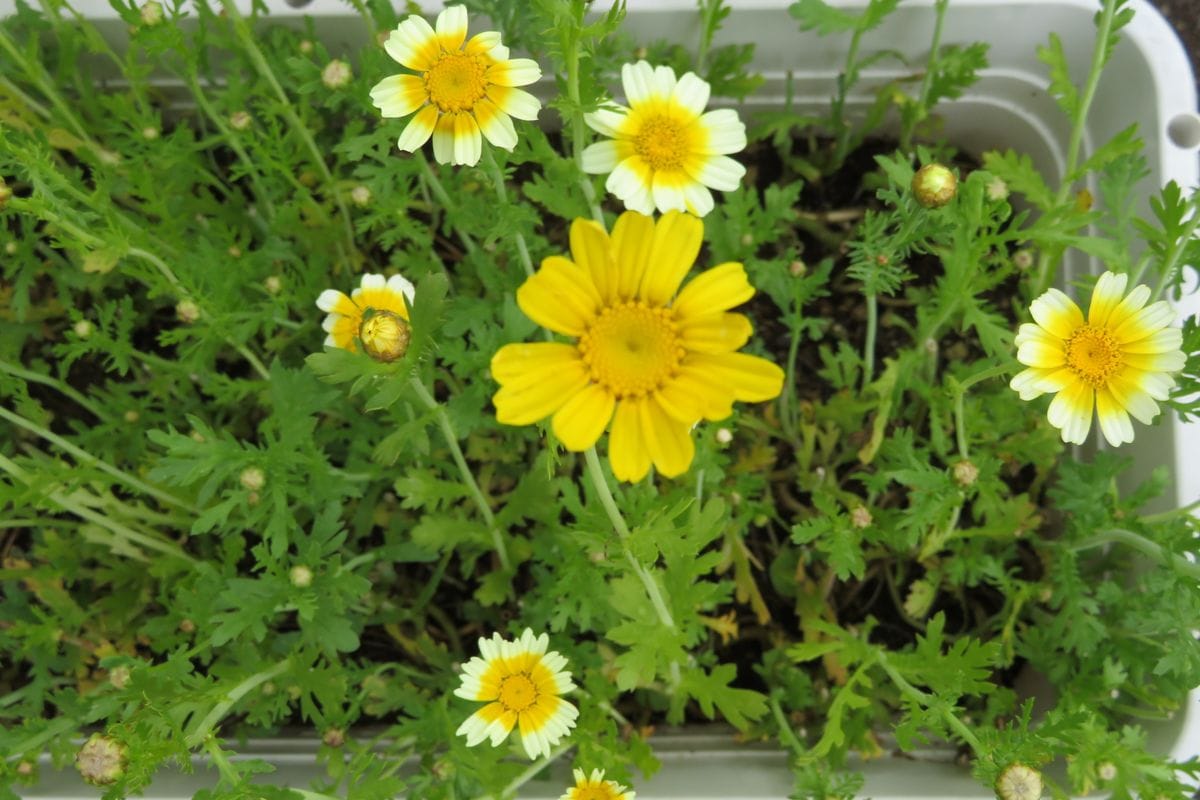 南天とホリホックの蕾、またまた春菊の花。