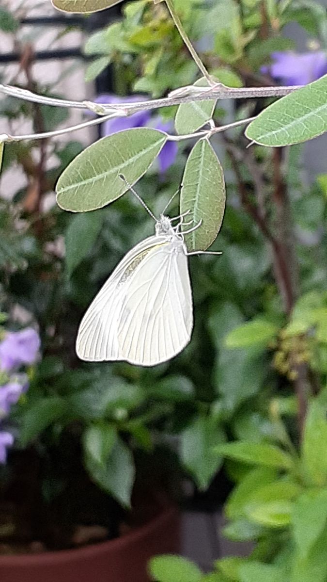 ふくおかルーバルガーデン5～梅雨時💧🌿🍀の庭たより…真っ赤なハイビスカス🌺の開花...