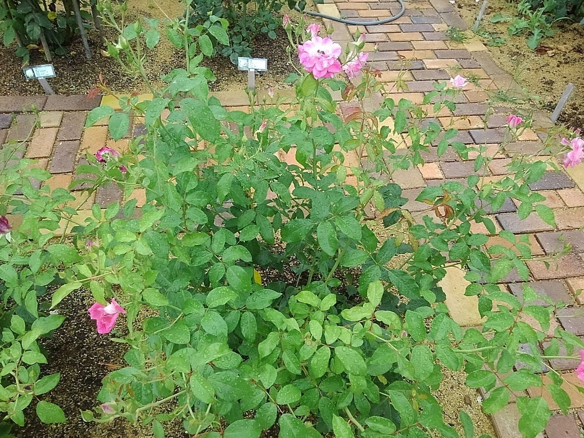 Grandpa&#039;s rose garden！　　　　　June17.2...