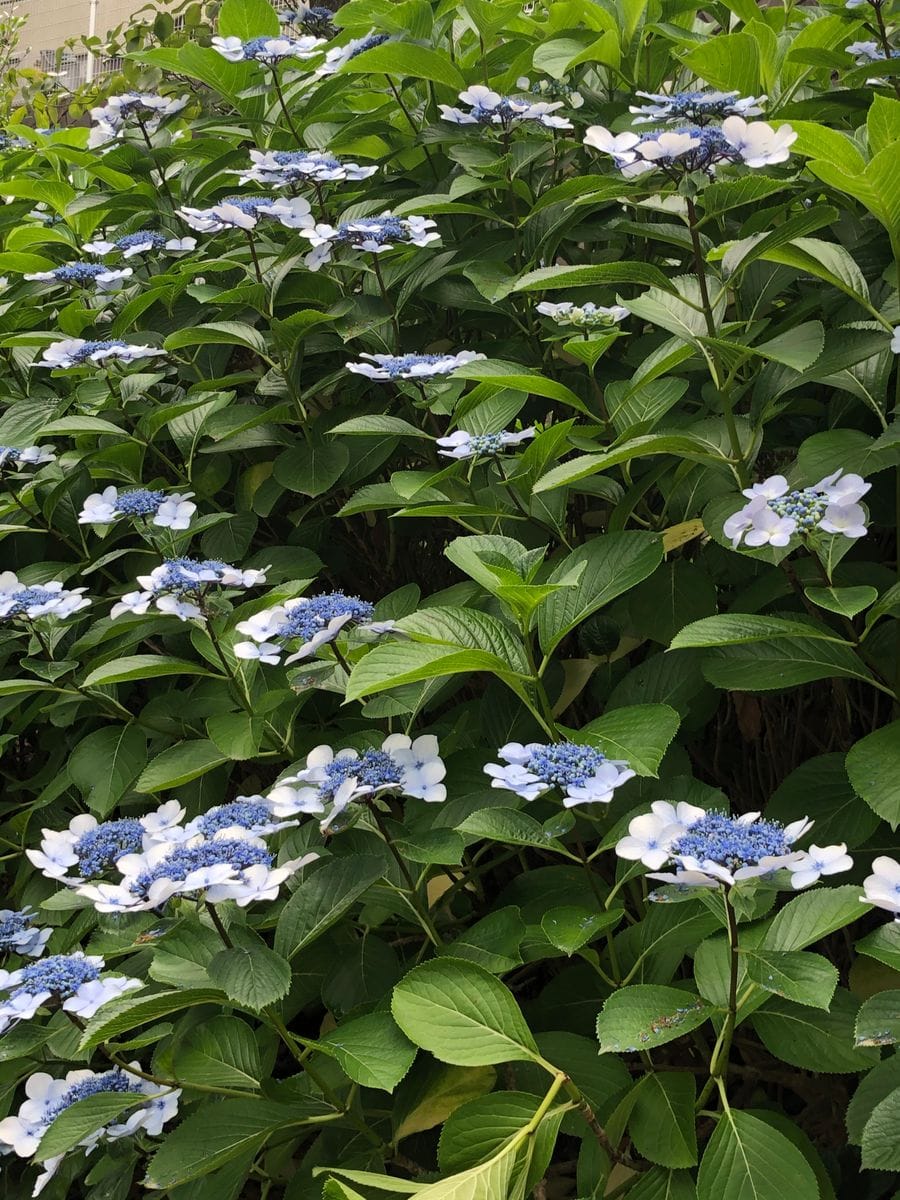 オタクサ、七変化、紫陽花