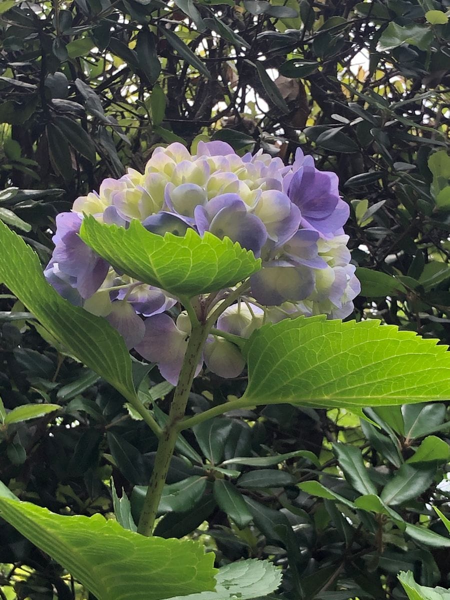 オタクサ、七変化、紫陽花