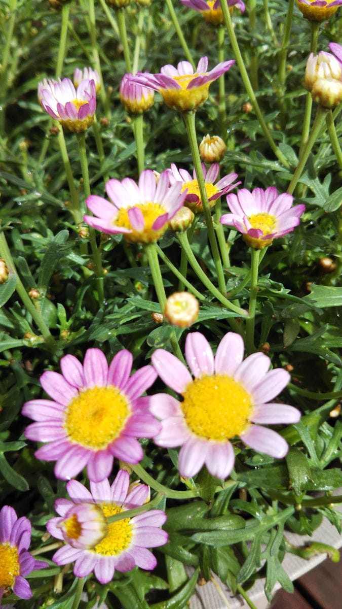 今日のお花たち６月17日