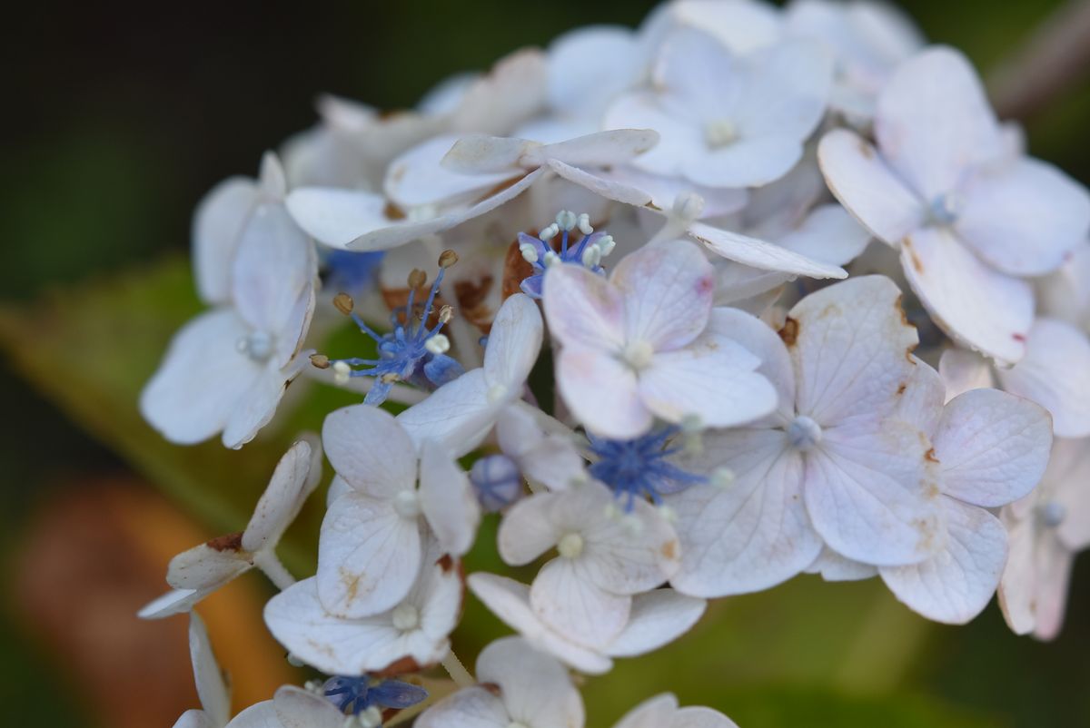 アジサイの花