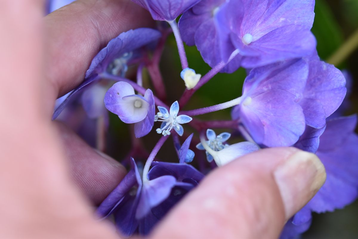 アジサイの花