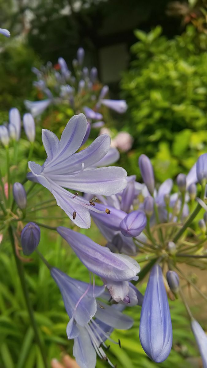 今朝の庭  ～  紫のお花