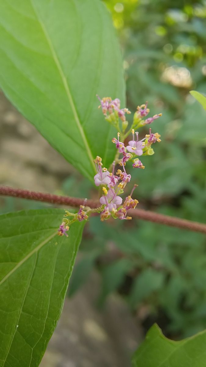 今朝の庭  ～  紫のお花