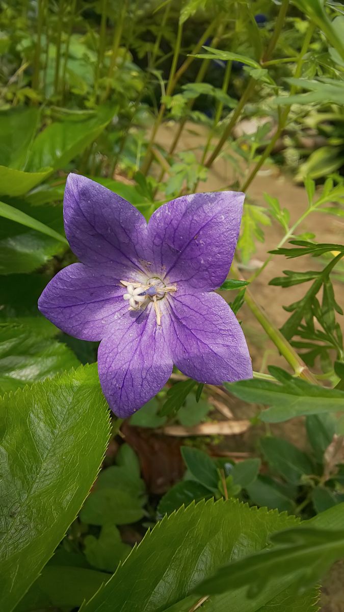 今朝の庭  ～  紫のお花