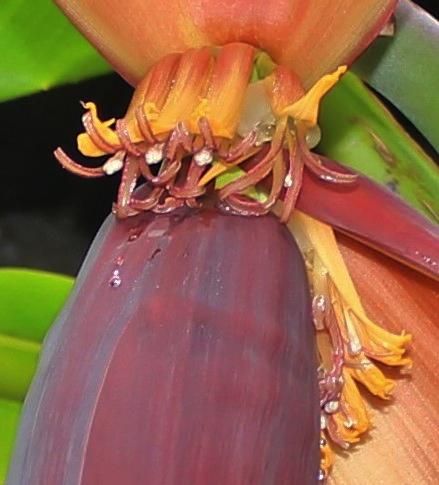 バナナの花が見えた