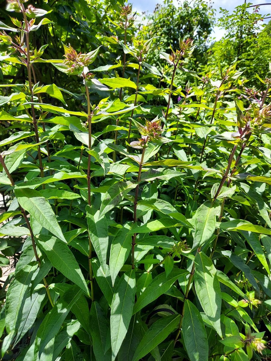 開花スタンバイ中😊