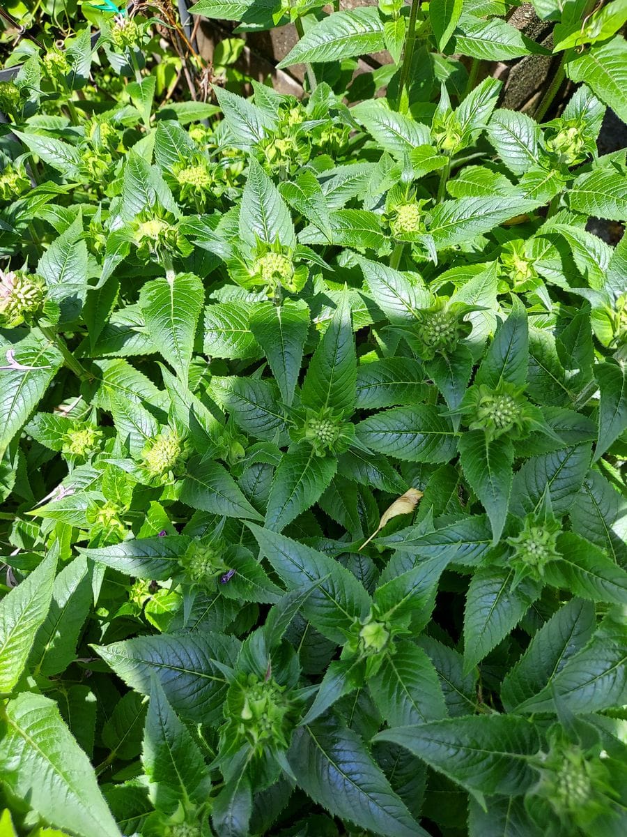 開花スタンバイ中😊