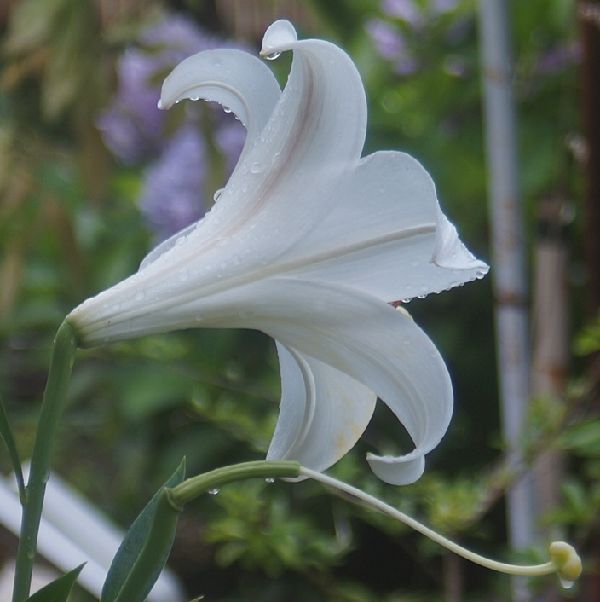 ジャンクレンズで花を撮る。～CANON