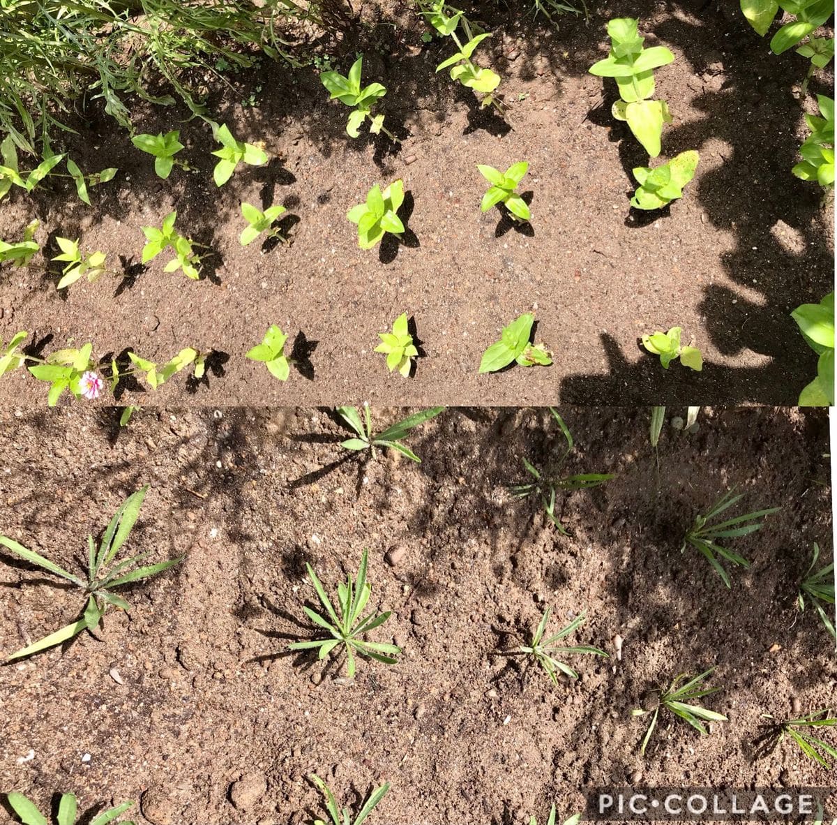 百日草を定植🌱