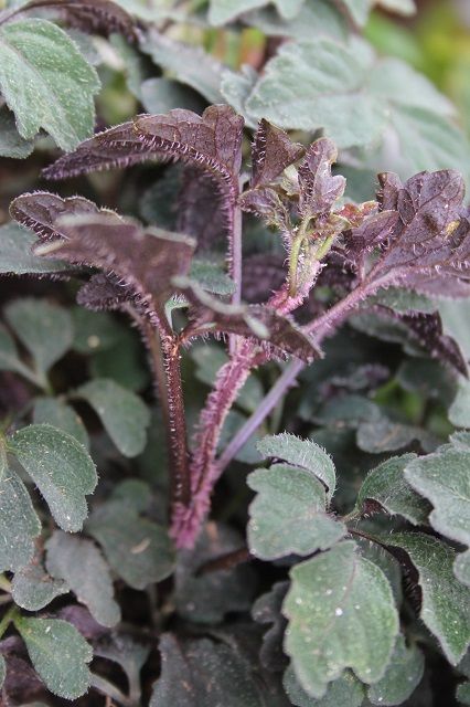 この植物、こんな場所で大丈夫？