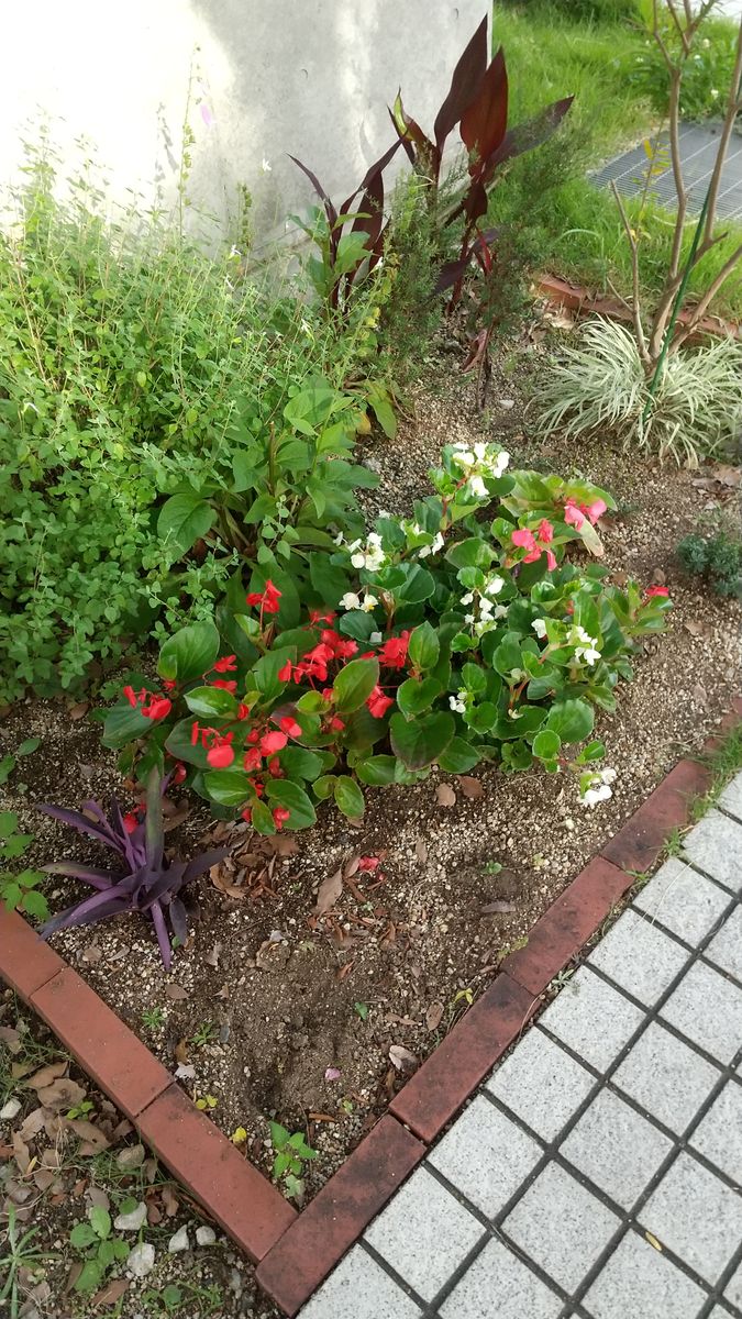 お花を大切に🌱