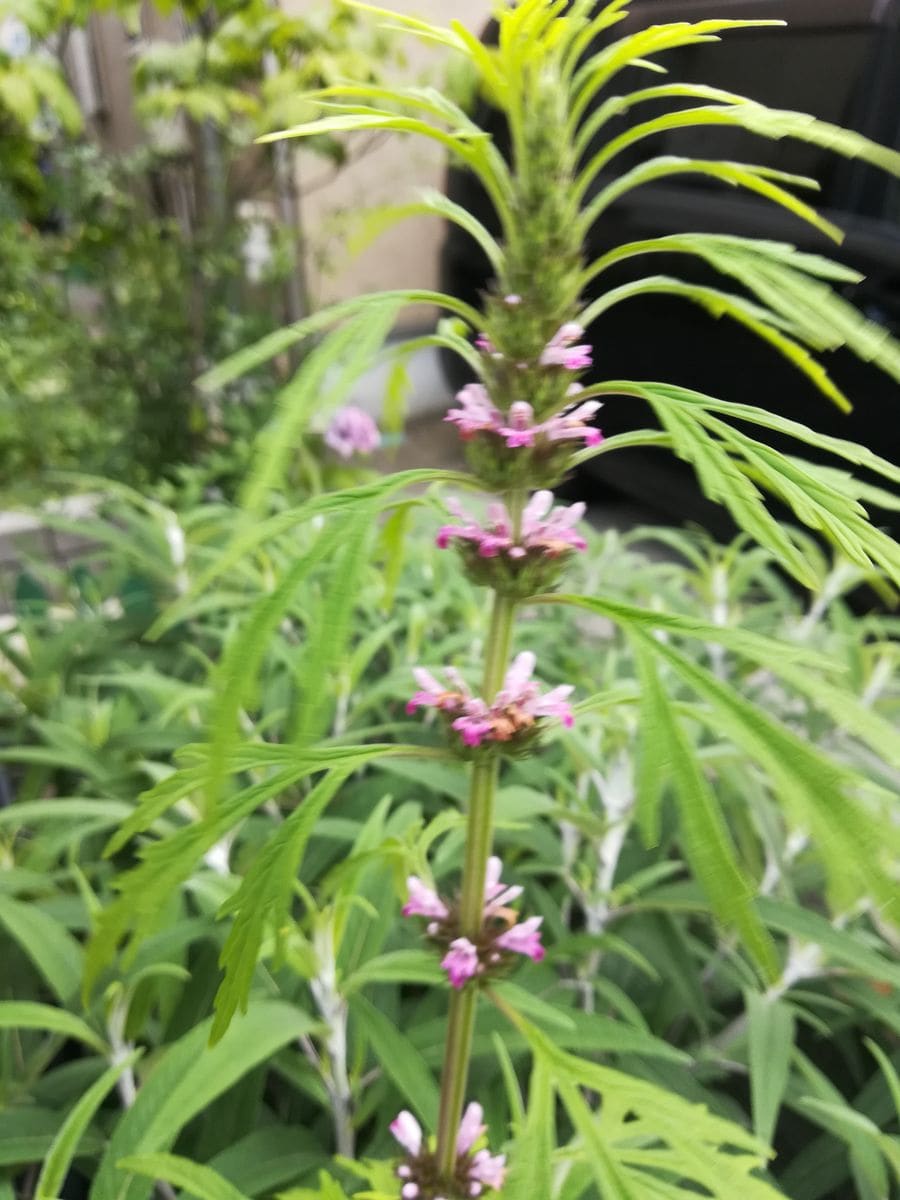 見頃の花キョウチクトウです❇️❇️