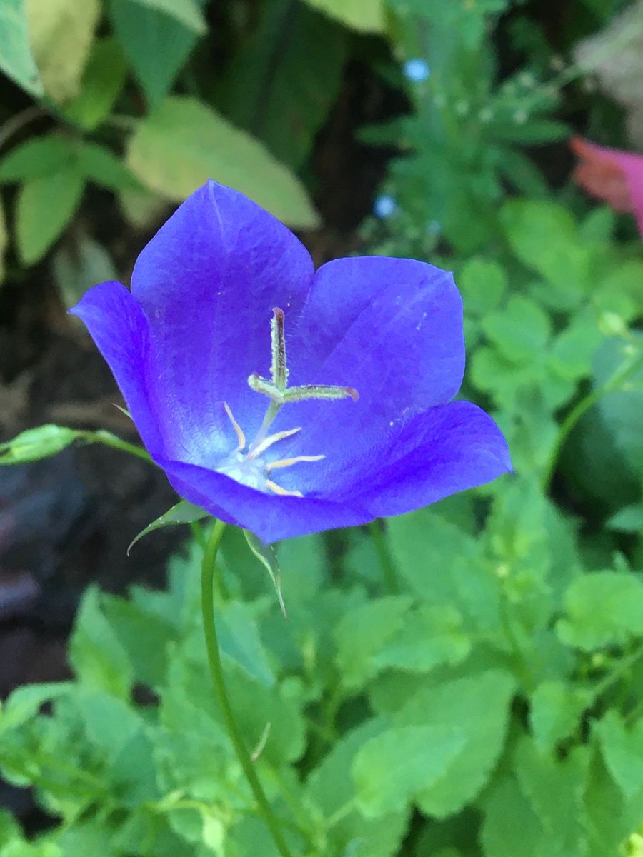 🌱今日の庭から　その2 🌱