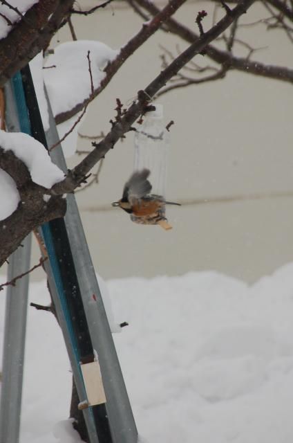 野鳥観察