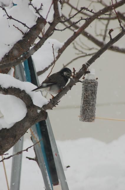 野鳥観察