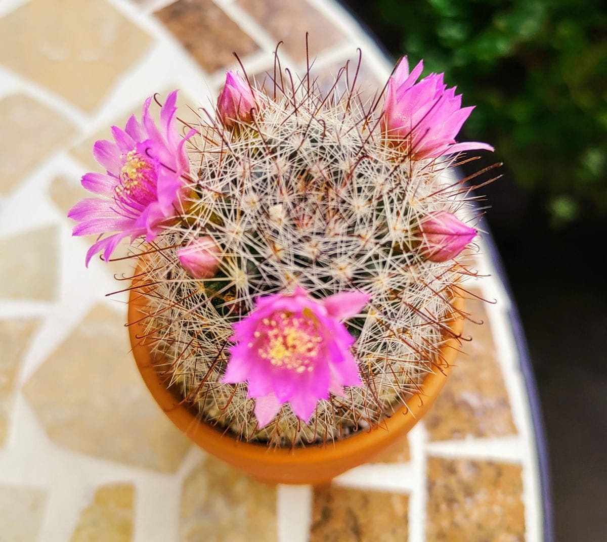 小さくてかわいいサボテンさん達🌵