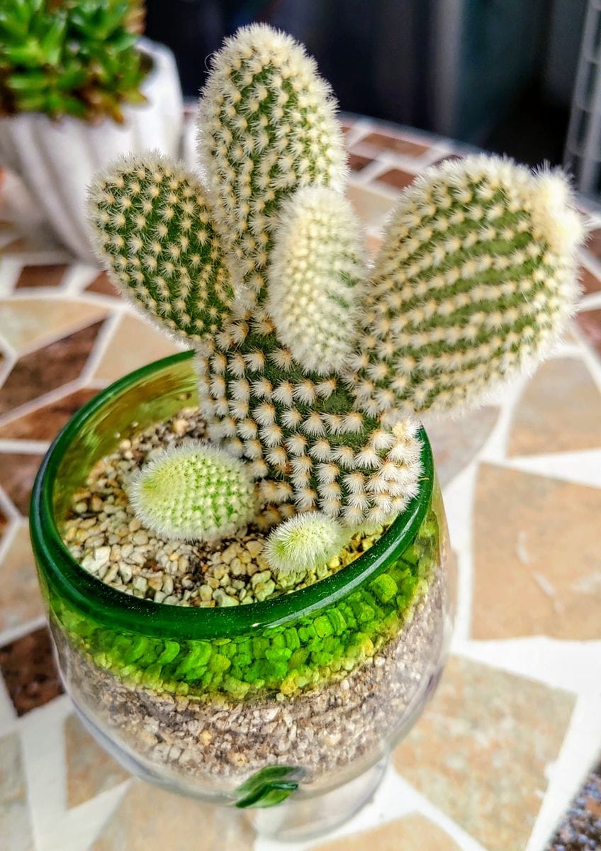 小さくてかわいいサボテンさん達🌵