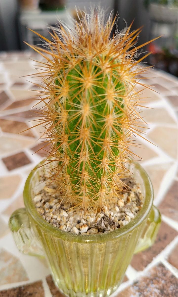 小さくてかわいいサボテンさん達🌵