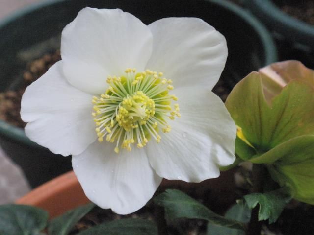 今日のお花