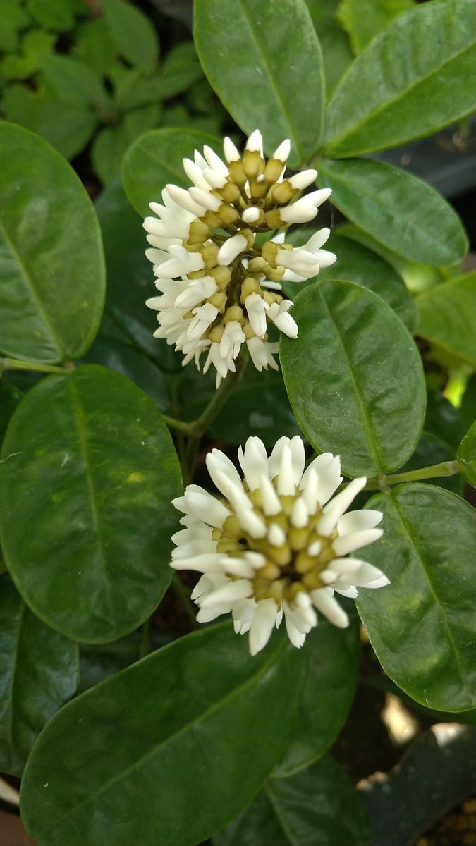 マメ科の花、揃い踏み🌱  こちらの植物名は？