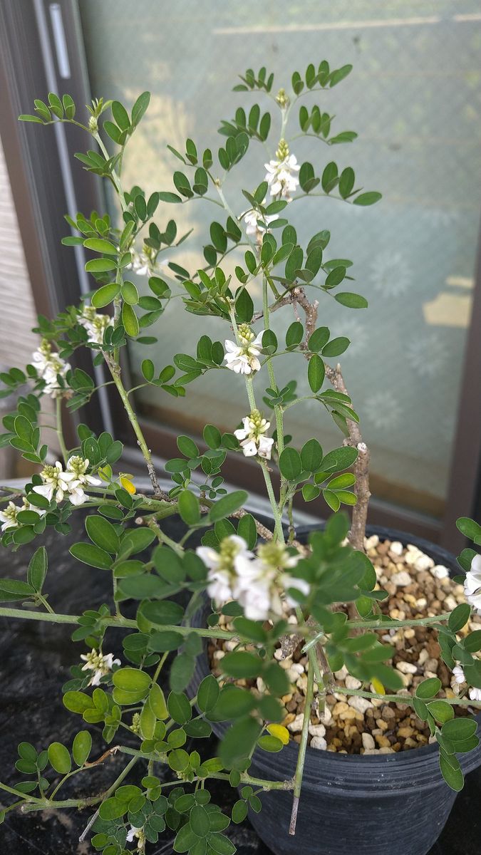 マメ科の花、揃い踏み🌱  こちらの植物名は？