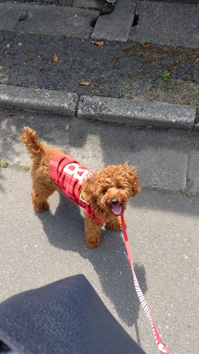 ツバメさんと愛犬♥️