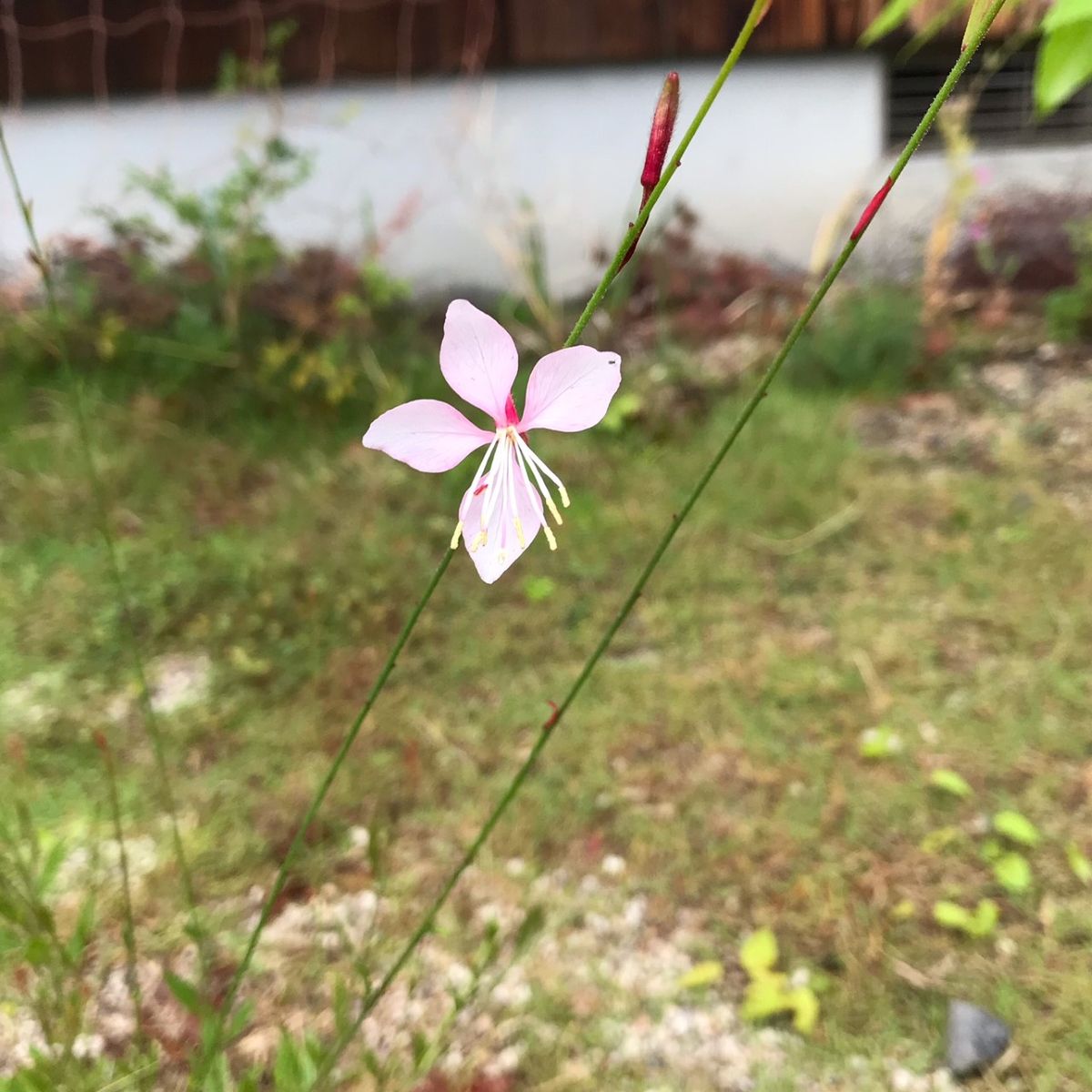 ガウラ　咲く