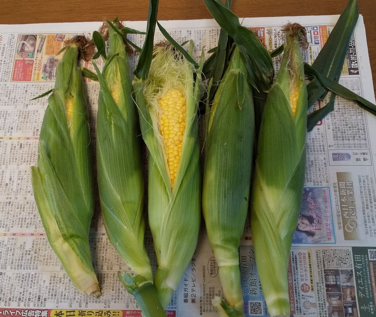 トウモロコシを初収穫～🌽