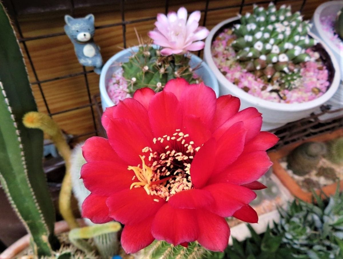 🌵サボテンの花🌵その15