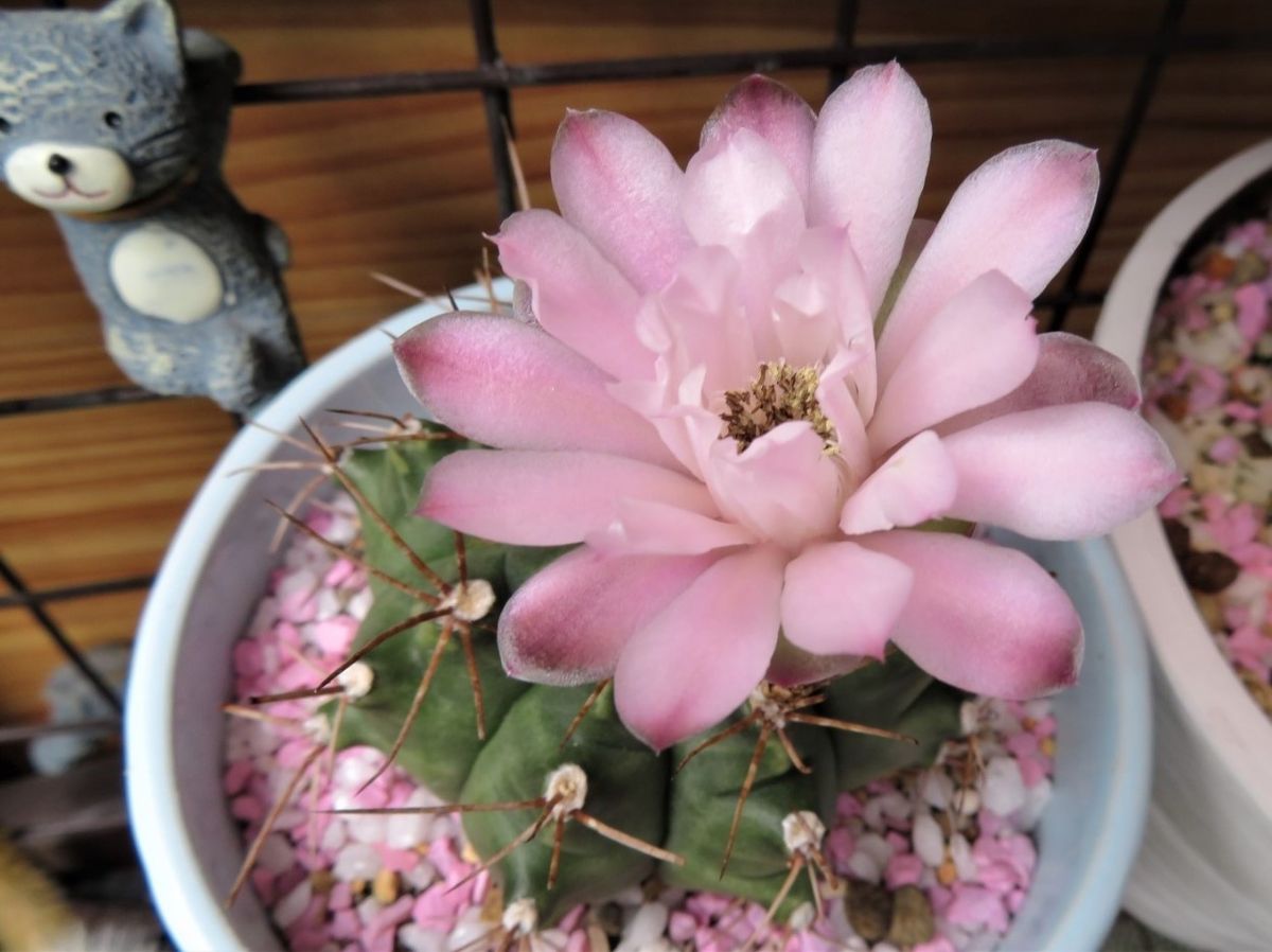 🌵サボテンの花🌵その15