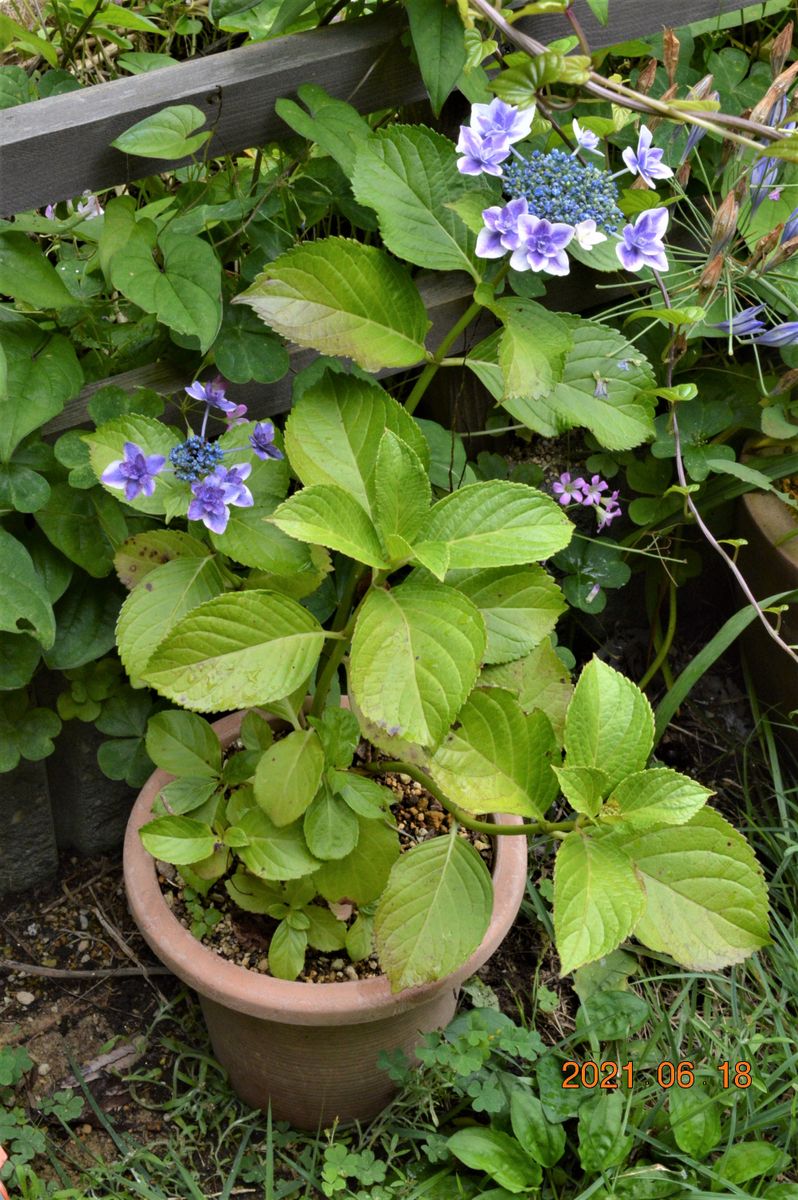 紫陽花の花