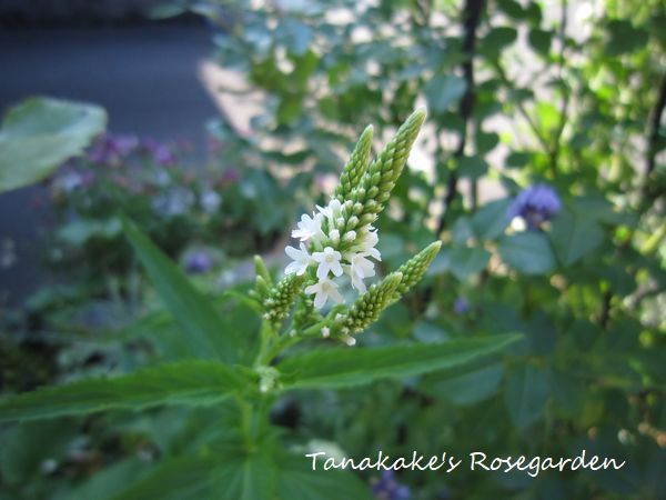 初夏のお花