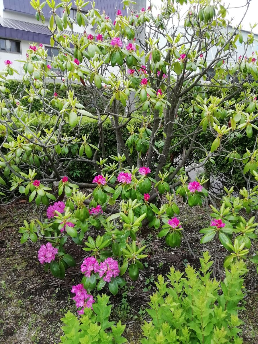 😊庭の花も載せてって😅