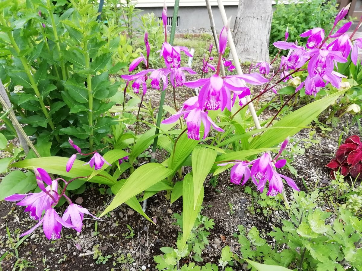 😊庭の花も載せてって😅