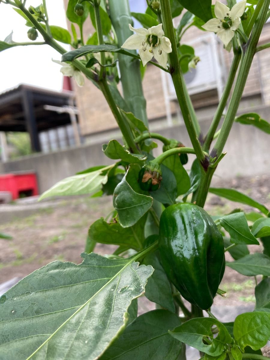 我が家の野菜🍆