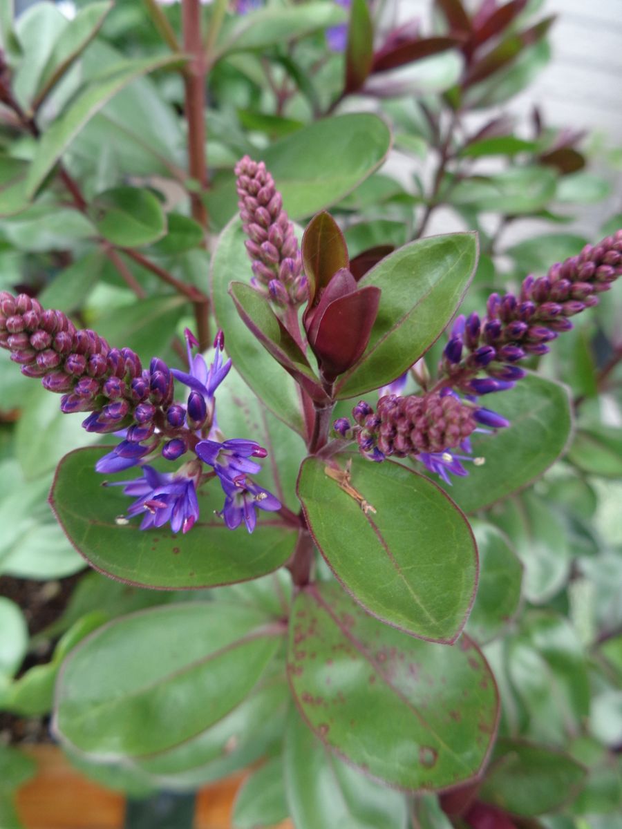 紫（青）系のお花たち