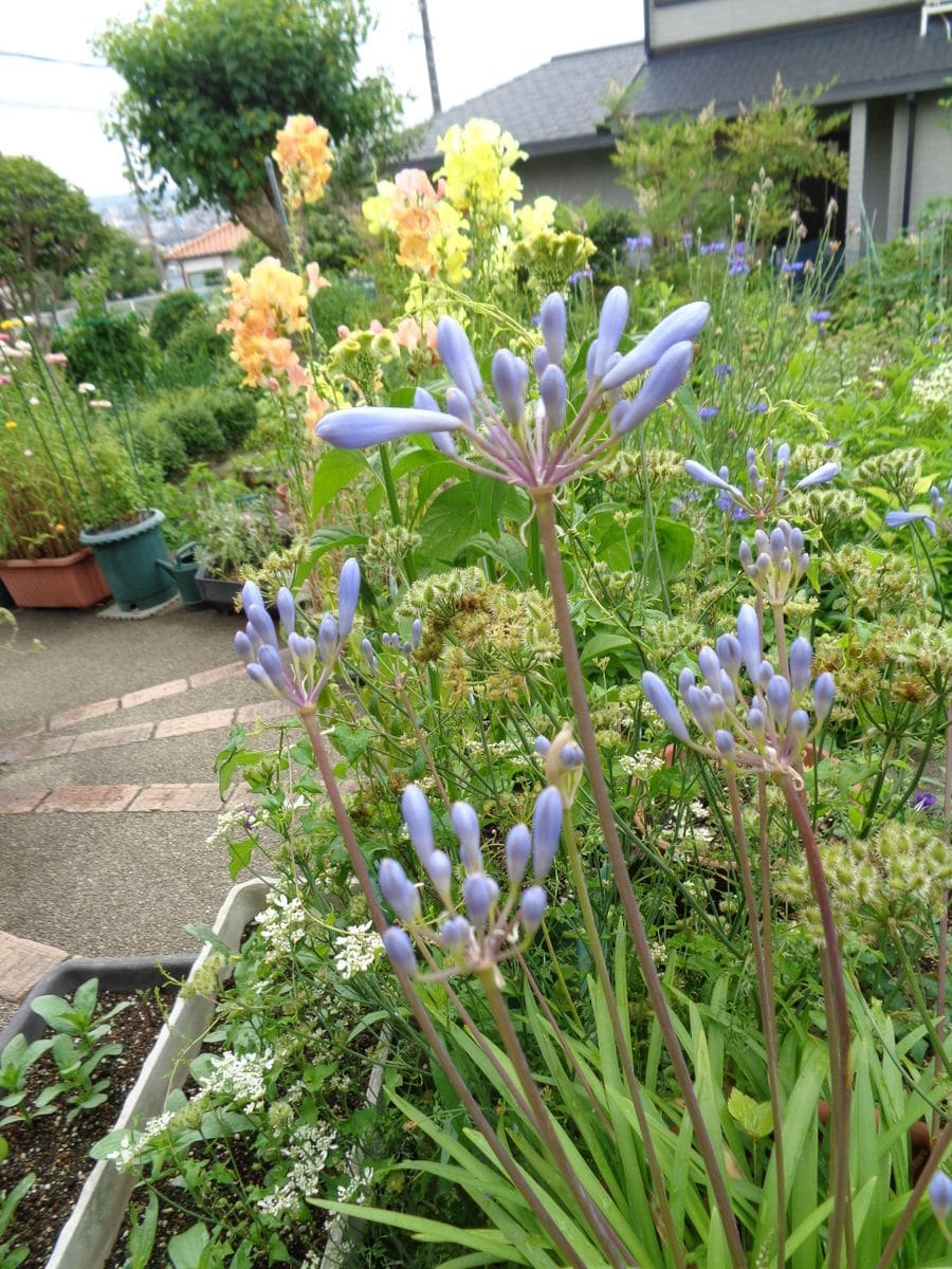 紫（青）系のお花たち