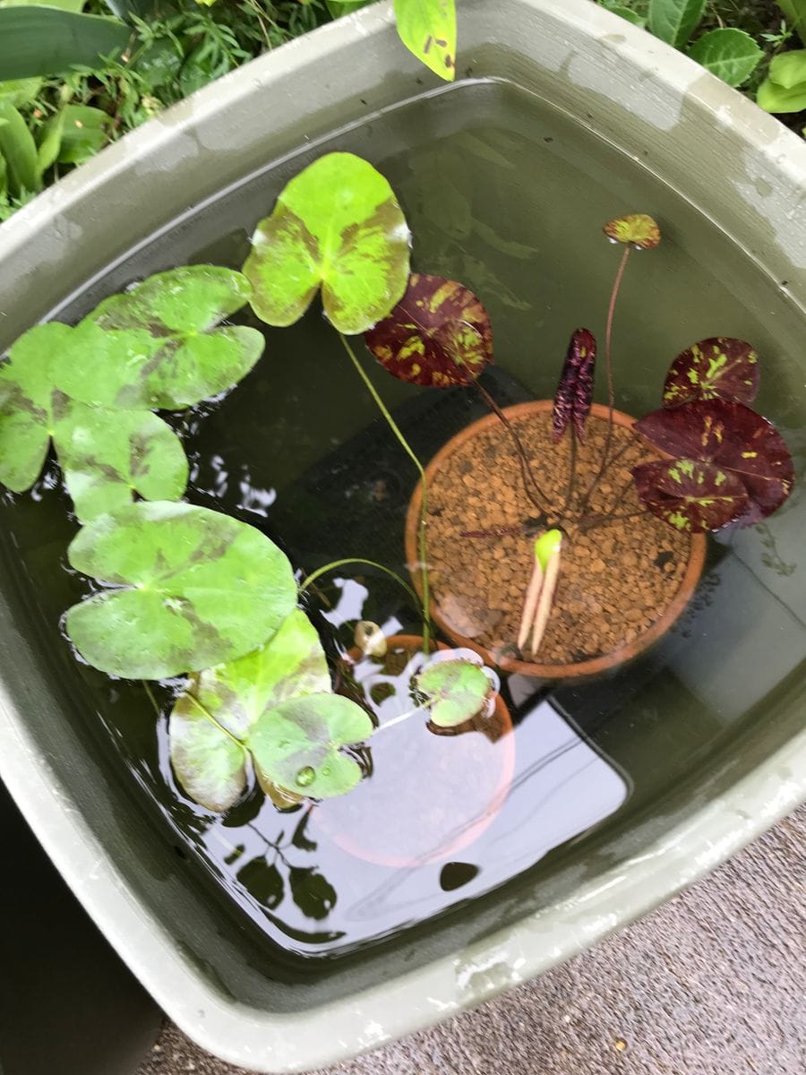 ダリアの花と熱帯スイレン