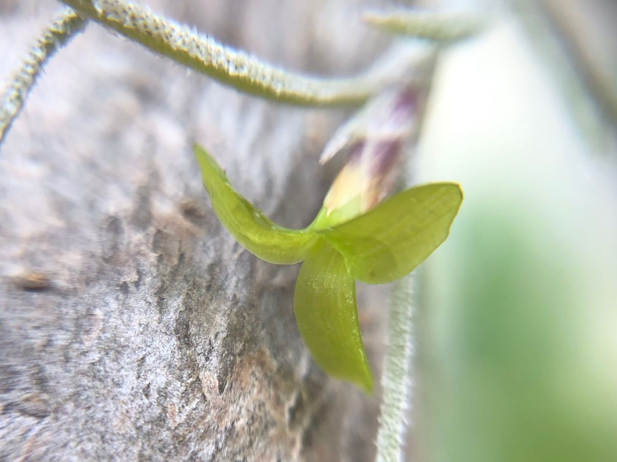 ウスネオイデスの花